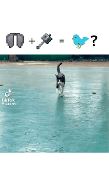 a cat is walking on a ice rink with a blue bird and a hammer behind it