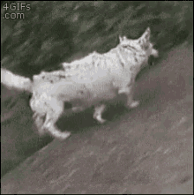Dog Slide GIF - Dog Slide GIFs