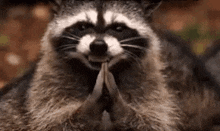 Raccoon Hehehe GIF