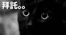 a black and white photo of a cat with chinese writing on the bottom right corner