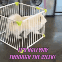 hump day wednesday escape dog cage