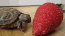 Turtle Eating Strawberry GIF