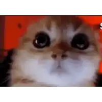 a close up of a cat 's face with a red background .
