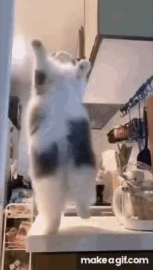 Cat Dancing Cat GIF - Cat Dancing Cat Dance GIFs