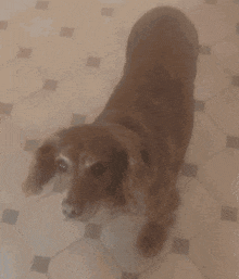 Dog Tail Tail Wagging GIF - Dog Tail Tail Wagging Excited GIFs