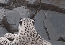 leopard cat funny eyes cute