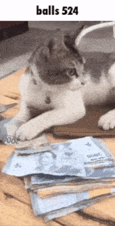 a cat is laying on a table next to a pile of money