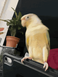 Castro Parrot GIF - Castro Parrot Bird Dancing GIFs