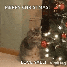 a cat is sitting in front of a christmas tree holding a christmas ball .