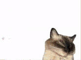 two cats standing in front of a disco ball with tiktok written on the bottom right
