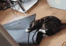 a cat laying on a mat that has the word jazz on it