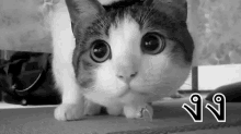 แมว งง GIF - Confused Cat Look Around What GIFs