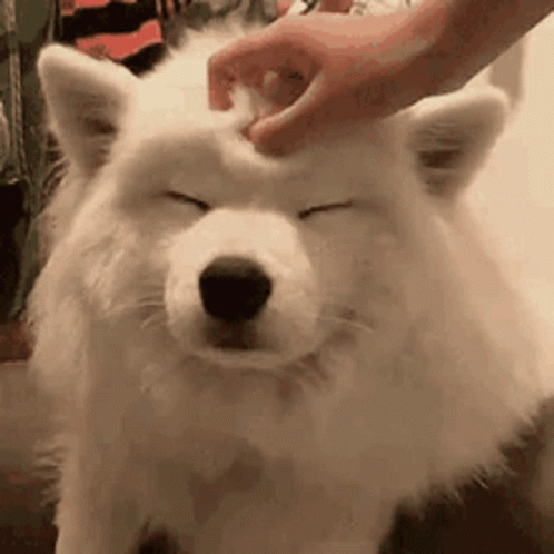 GIF of someone petting a (very good) dog