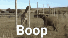 Boop Elephant GIF - Boop Elephant Giraffe GIFs