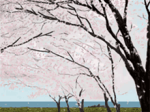 春一番 桜　満開　花見 GIF - Haru Ichiban Mankai Sakura GIFs