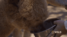 Eating National Geographic GIF - Eating National Geographic Alpaca Herd Goes For A Walk GIFs
