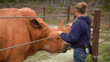Petting Rhino Gets A Mud Bath Secrets Of The Zoo GIF