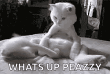 Cats Funny Animals GIF - Cats Funny Animals Cute GIFs