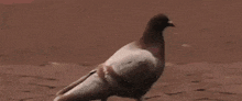 Penguin Pigeon GIF - Penguin Pigeon Scared GIFs