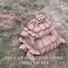I Miss My Bff Travel GIF - I Miss My Bff Travel Turtle GIFs
