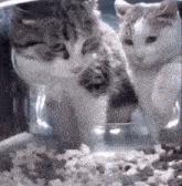 Cat Meme Cat Fight GIF - Cat Meme Cat Cat Fight GIFs