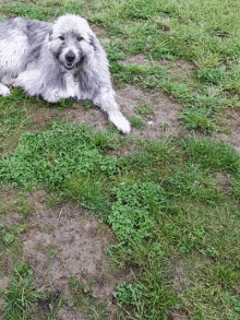 a gray and white dog is laying in the grass with its mouth open