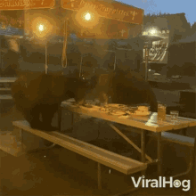 Bears Eating Viralhog GIF - Bears Eating Viralhog Dining Bears GIFs