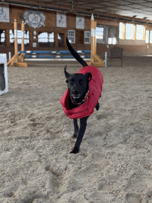 a black dog wearing a red jacket is running in a sandy arena