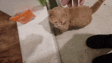 a person is petting a kitten on the floor next to a bag of cat food
