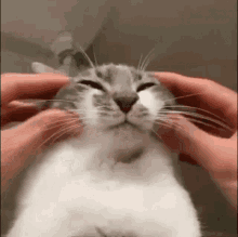 Cat Fast Pet GIF - Cat Fast Pet Faster Pet GIFs