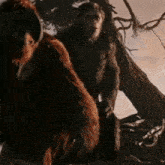 Planet Of The Apes Caesar GIF - Planet Of The Apes Caesar Sit GIFs