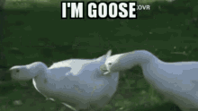 Goose Penis GIF - Goose Penis GIFs