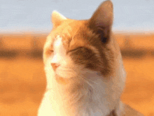 a close up of a cat 's face with one eye closed