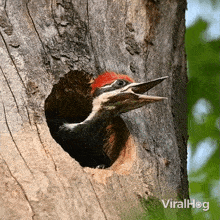 Pileated Woodpecker Call Viralhog GIF - Pileated Woodpecker Call Woodpecker Viralhog GIFs