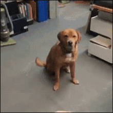 Dog Fail GIF - Dog Fail Frisbee GIFs