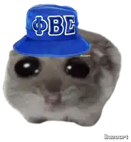 a cat wearing a blue bucket hat with the letters bfe on it