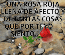 a red rose sits on a rocky surface with the words una rosa roja llena de afecto and de tantas cosas