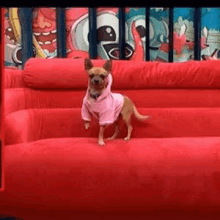 Dog Stand GIF - Dog Stand Excited GIFs