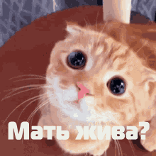 Cat Cute Cat GIF - Cat Cute Cat котматериться GIFs