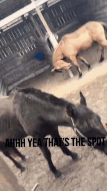 Horse Itchy GIF - Horse Itchy Scratchy GIFs