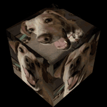 Dog Cube GIF - Dog Cube GIFs