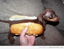 Hot Dog Funny GIF
