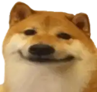 a close up of a dog with a smile on its face on a white background .