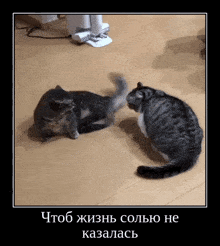 two cats are playing on a wooden floor with a caption in russian