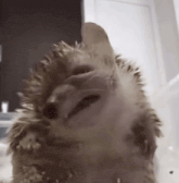 a close up of a hedgehog with its mouth open and looking at the camera .