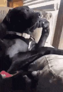 a black dog is playing a video game on a couch .