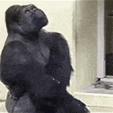 a gorilla is sitting in front of a television in a living room .