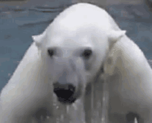 Polar Bear Polar Pear In Pool GIF - Polar Bear Polar Pear In Pool Water Polar Bear GIFs