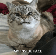 a cat laying on a bed with the words " my inside face " written below it