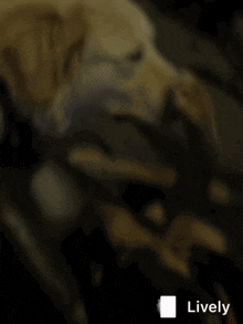 a blurry picture of a dog with the word lively on the bottom right